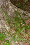 Eastern woodland sedge